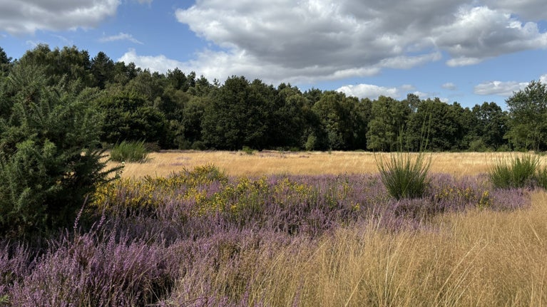 The heathland of Clumber Park